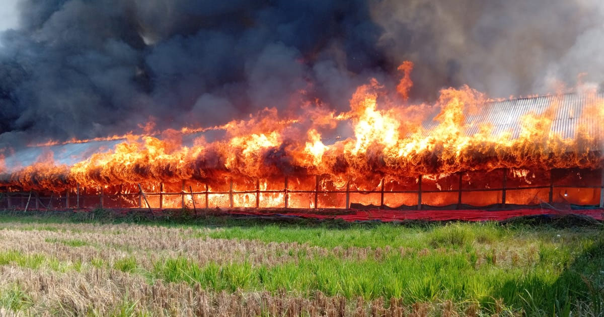 মিরসরাইয়ে পোল্ট্রি খামারে ভ'য়া'ব'হ অ'গ্নি'কা'ন্ড। ২৫ শ মুগরীর বাচ্চা পু'ড়ে অ'ঙ্গা'র